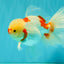 CHICKIE Red White Oranda Male 6.5 inches #080726OR_09