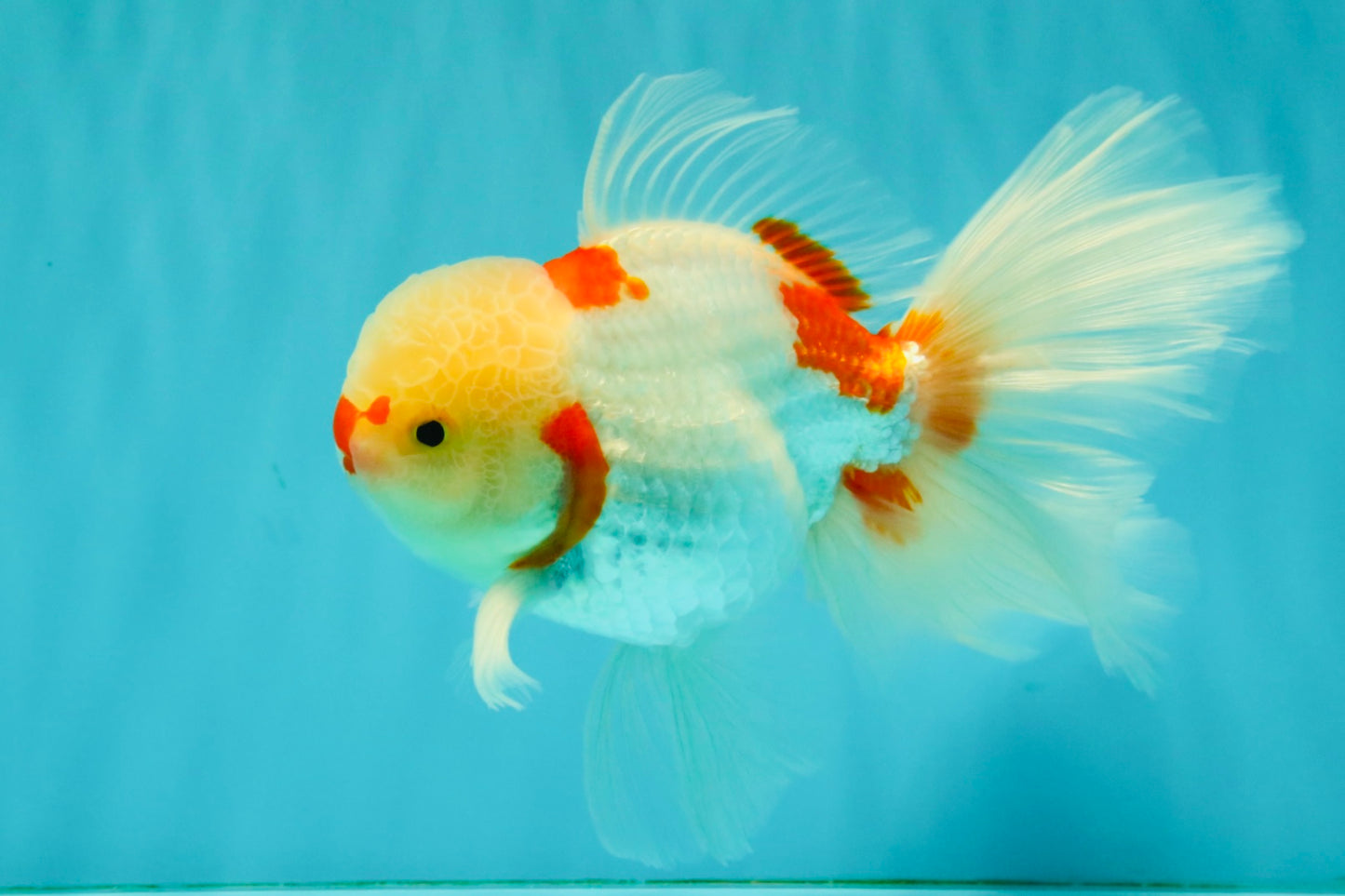 CHICKIE Red White Oranda Male 6.5 inches #080726OR_09