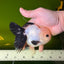 SPECIAL Panda Button Eyes Oranda Male 5 inches #041026OR_11