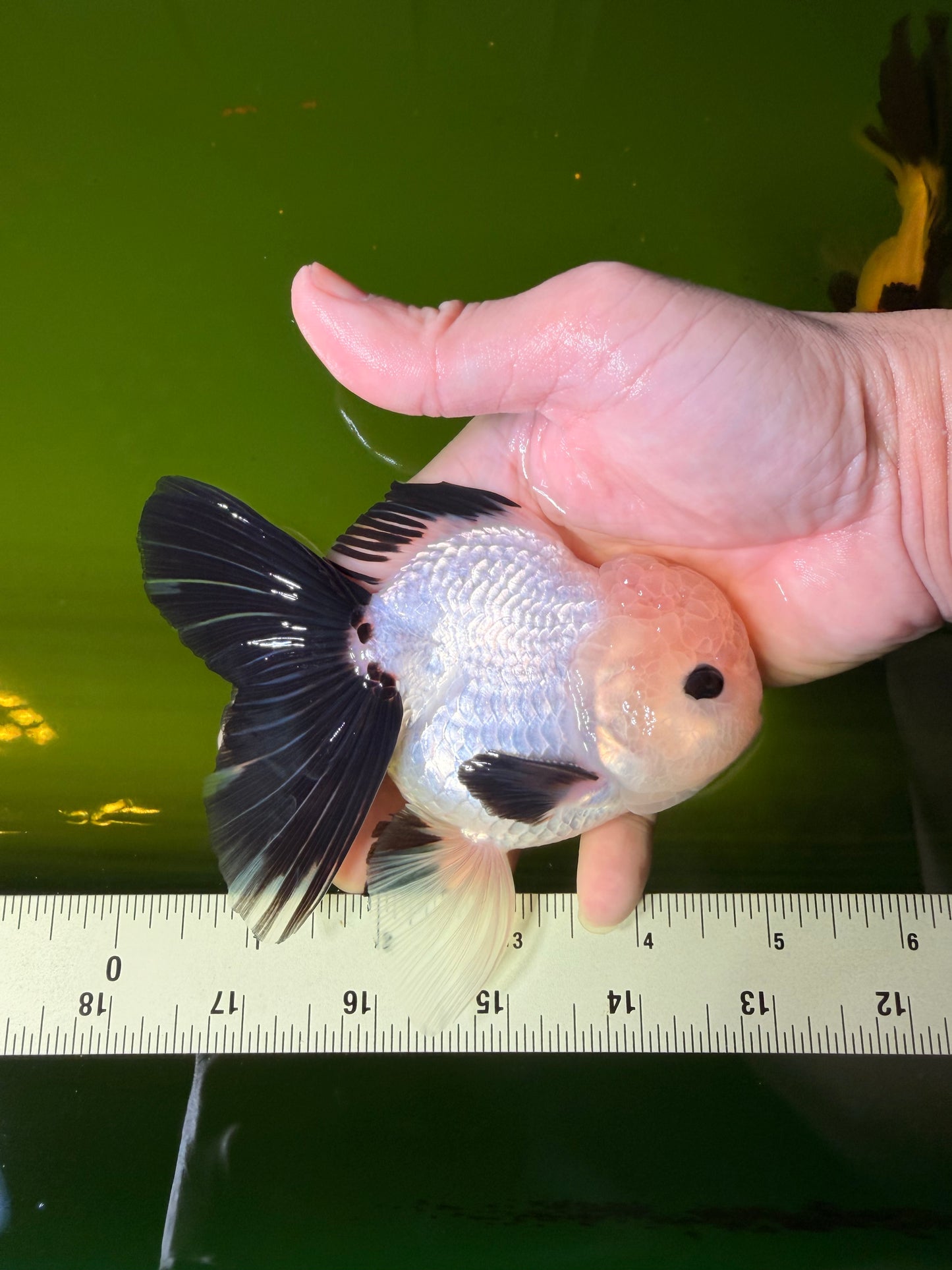 SPECIAL Panda Button Eyes Oranda Male 5 inches #041026OR_11