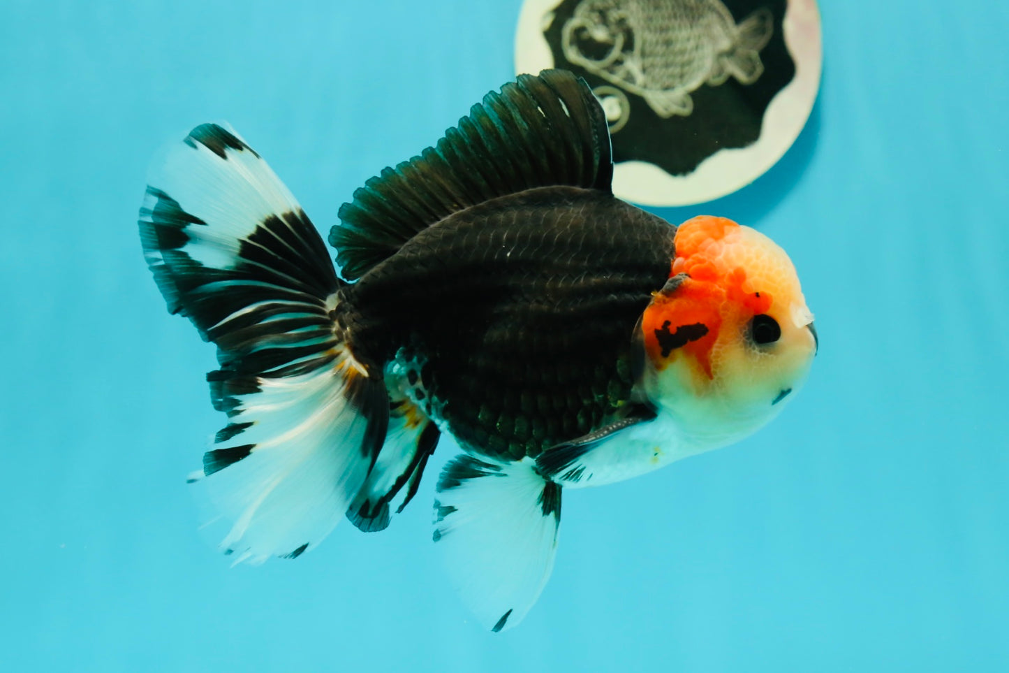 AAA Grade Pom-poms Tricolor Oranda Male 5.5 inches #102524OR_09