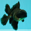 A Grade Black Oranda Male 5.5-6 inches #102326OR_11