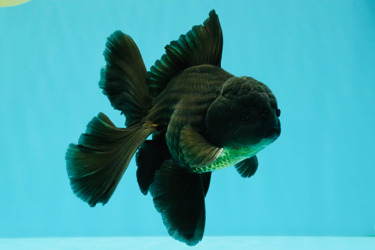 A Grade Black Oranda Male 5.5-6 inches #102326OR_11