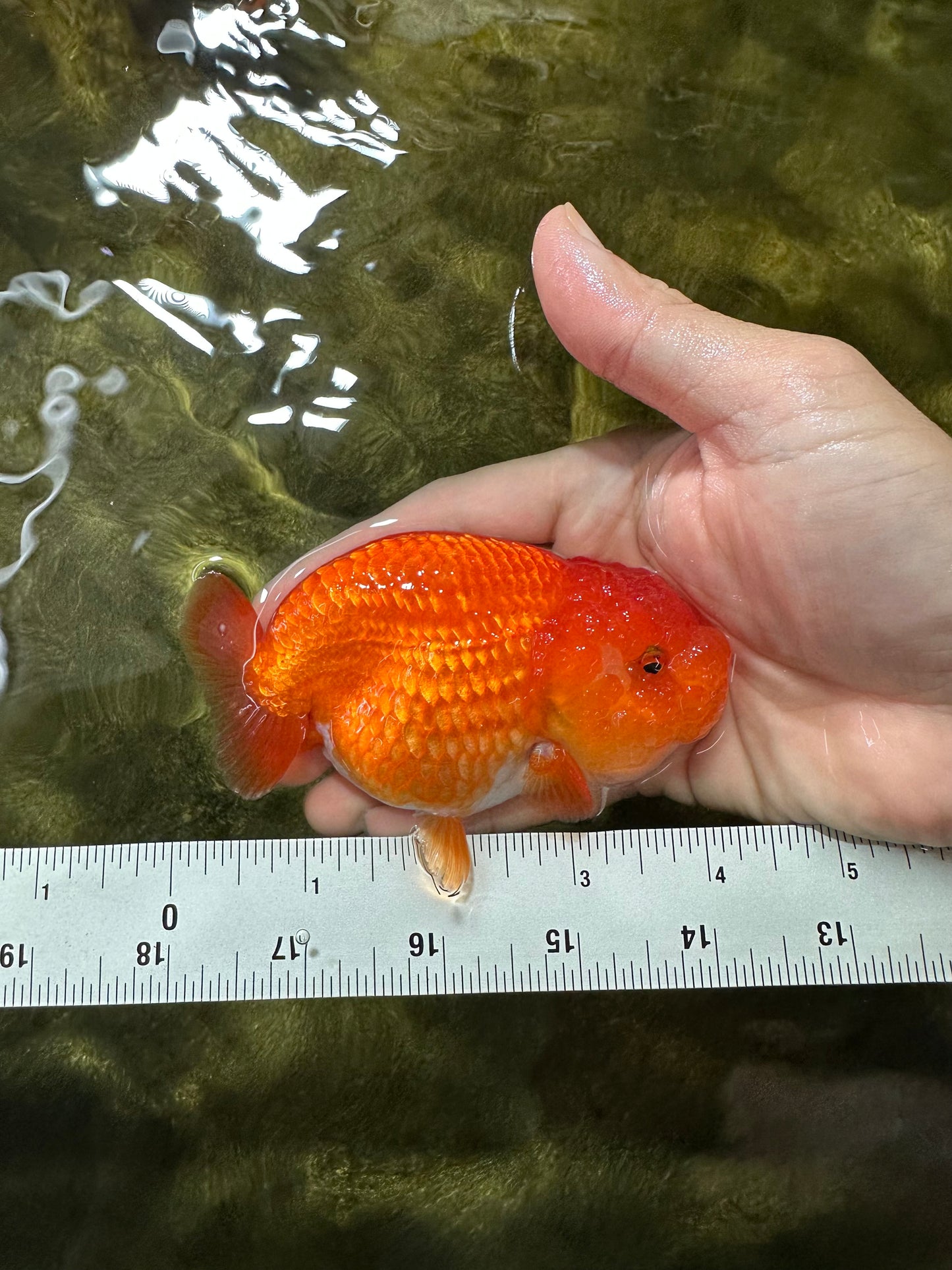 A Grade Red White LionQueen 4 inches #053025LC_07