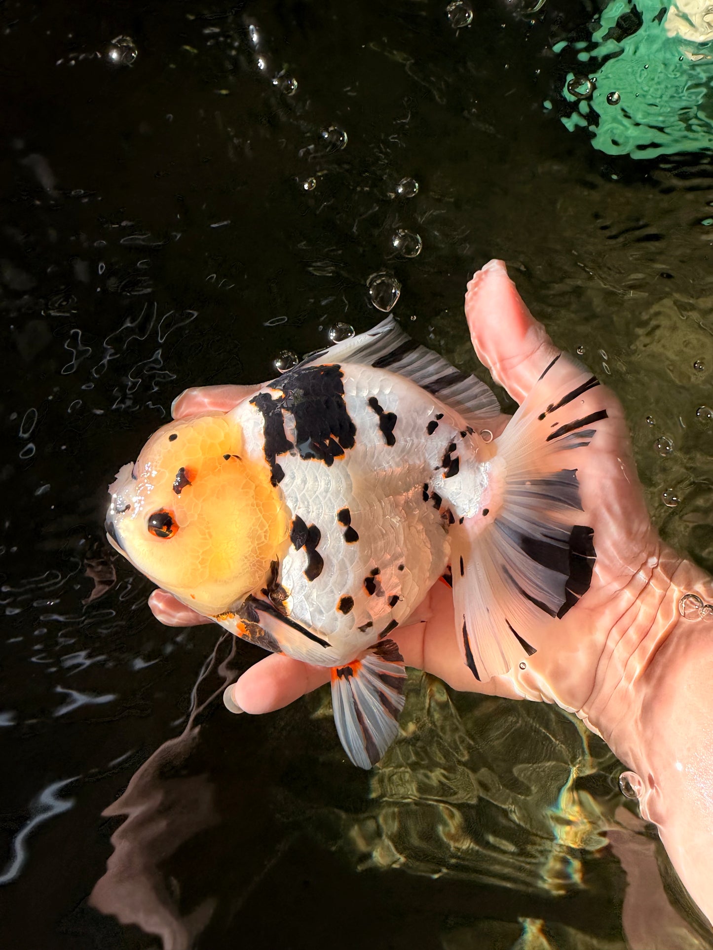 A Grade Special White Tiger Yuanbao Female 6 inches #022726YB_08