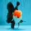 A Grade Tricolor Oranda Male 5-5.5  inches #032726OR_12