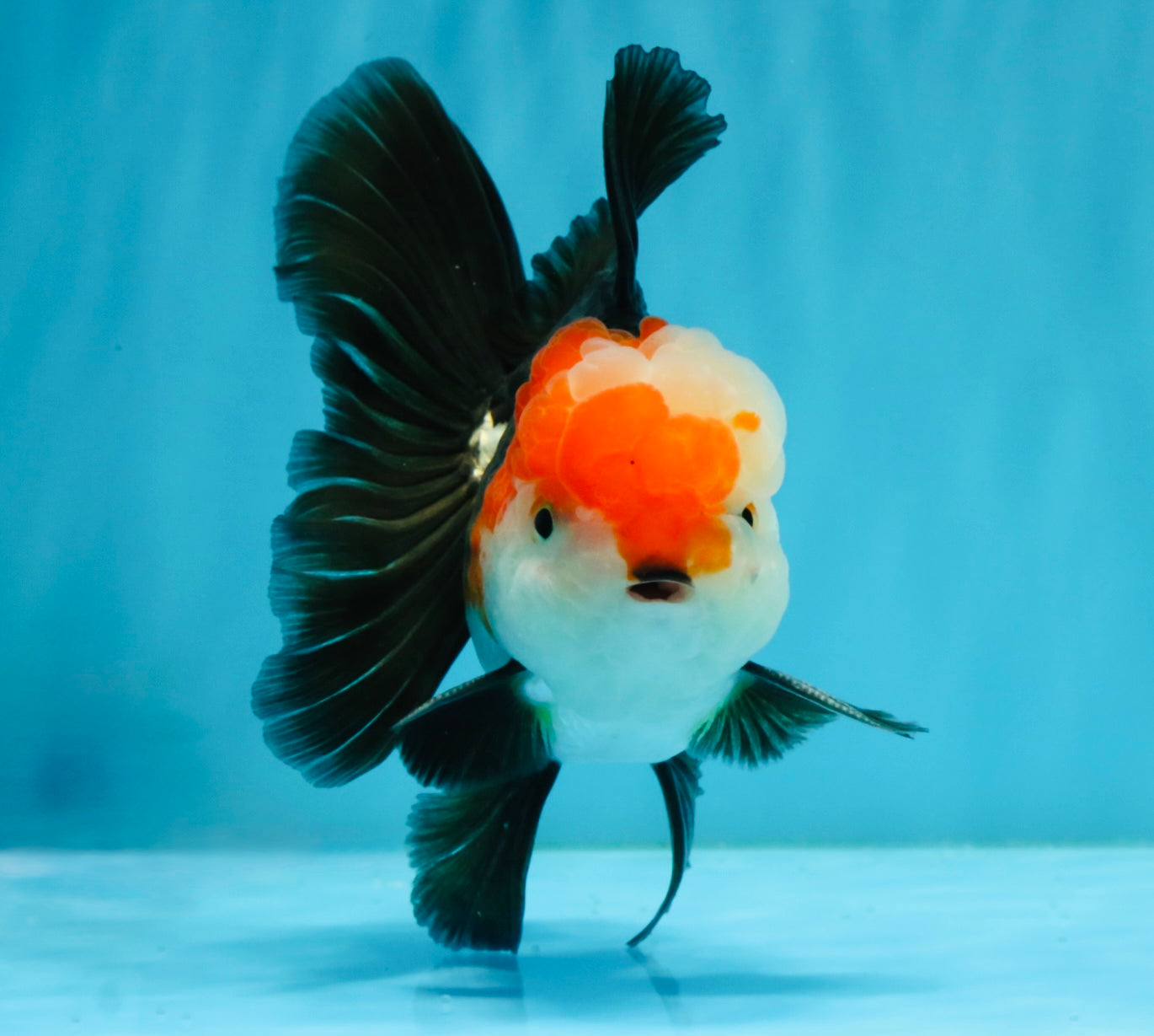 A Grade Tricolor Oranda Male 5-5.5  inches #032726OR_12