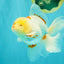 A Grade Red White Oranda Male 6 inches #102326OR_09