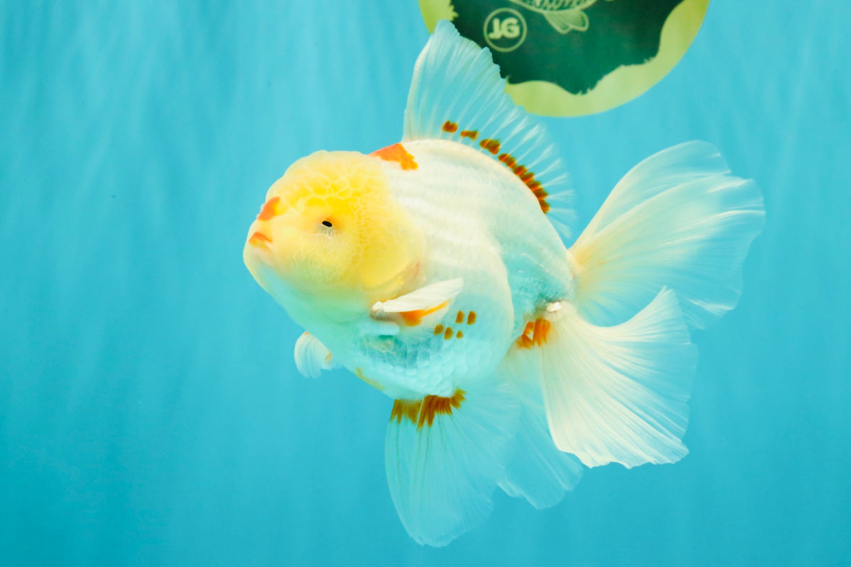 A Grade Red White Oranda Male 6 inches #102326OR_09