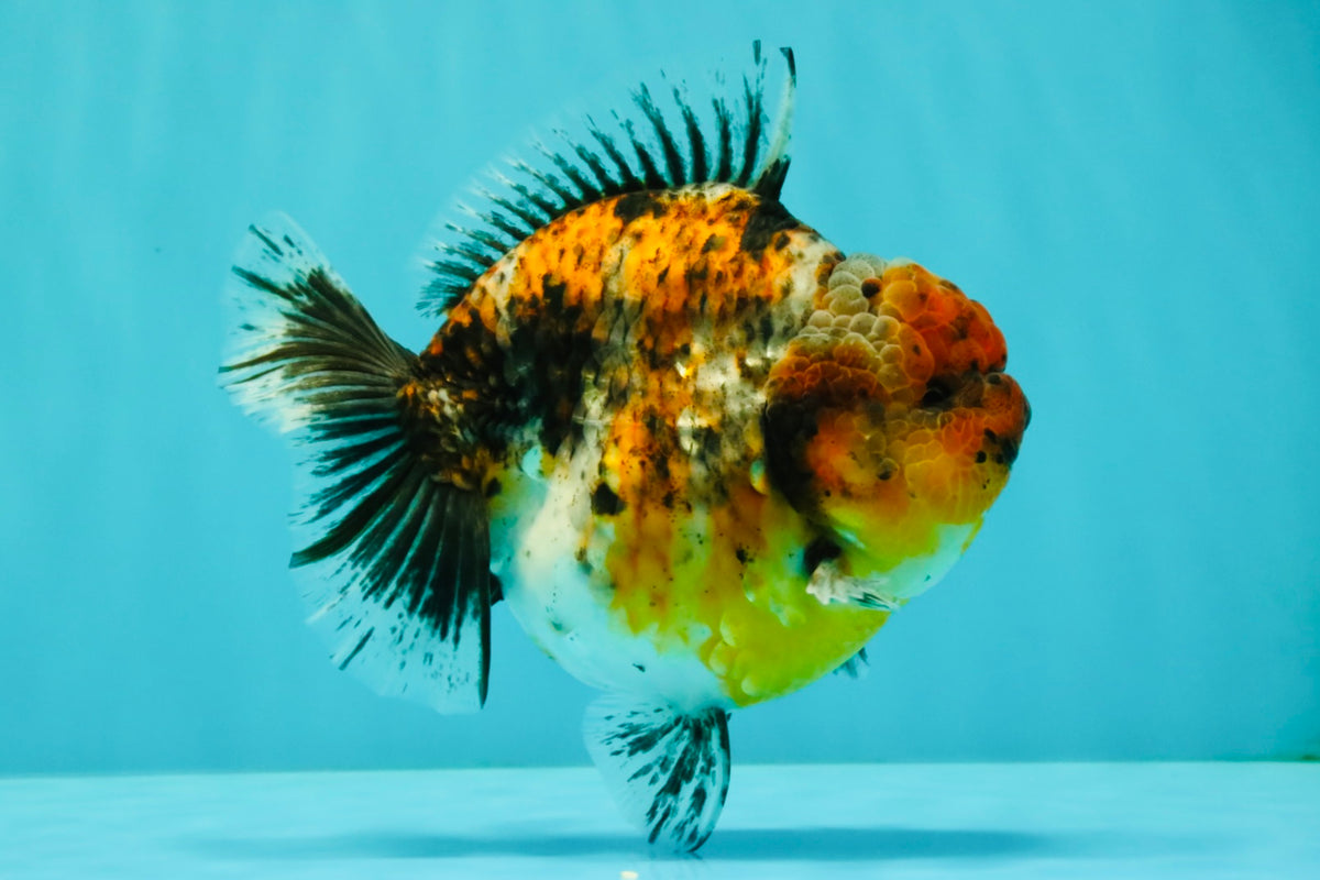 AAA Grade Calico Kirin Yuanbao Female 5.5 inches #101626YB_39