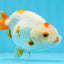 Red White Lipstick Lionchu Male 3.5 inches #0920LC_08