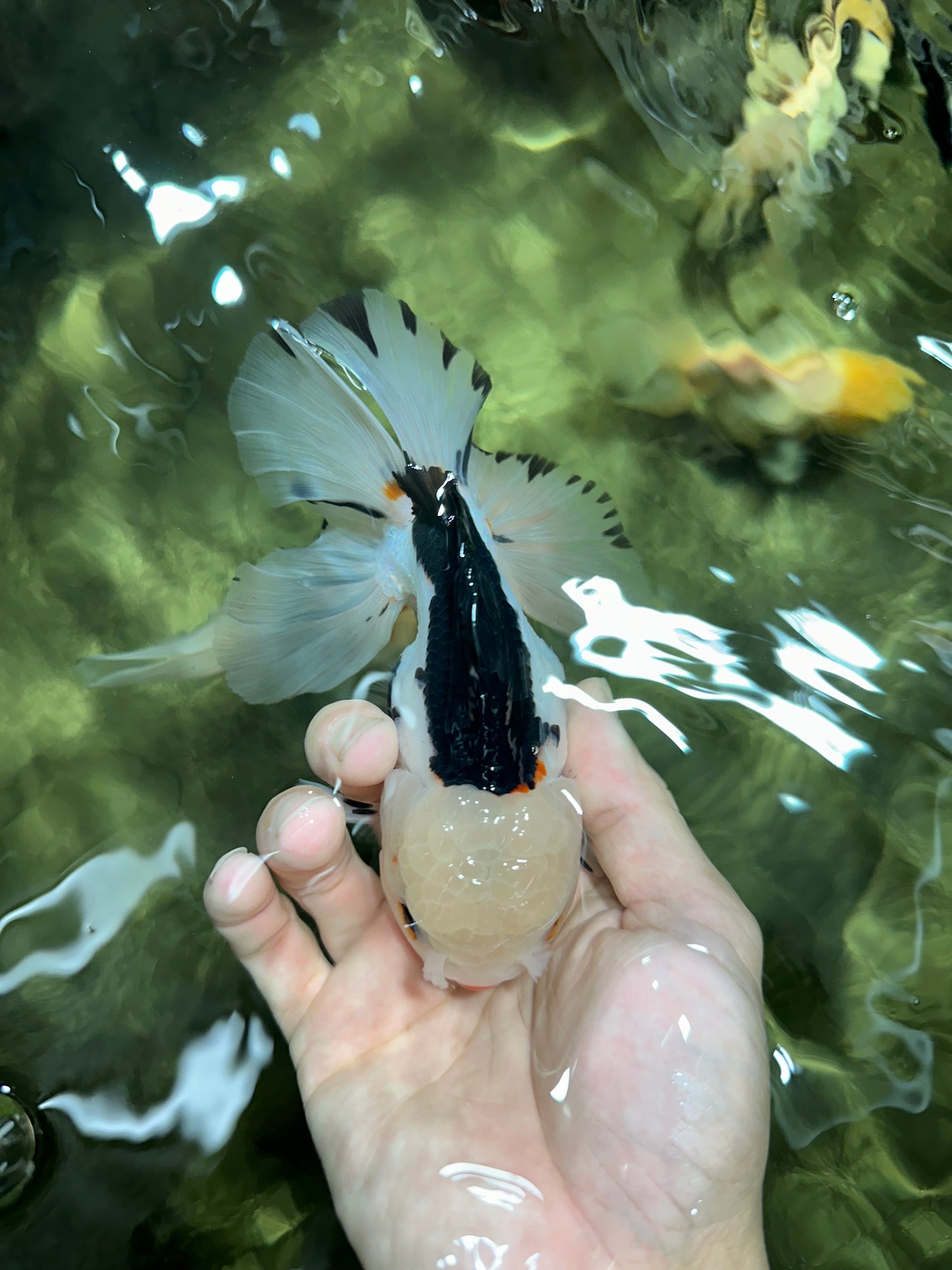 A Grade Tricolor Oranda Male 5.5 inches #111524OR_20