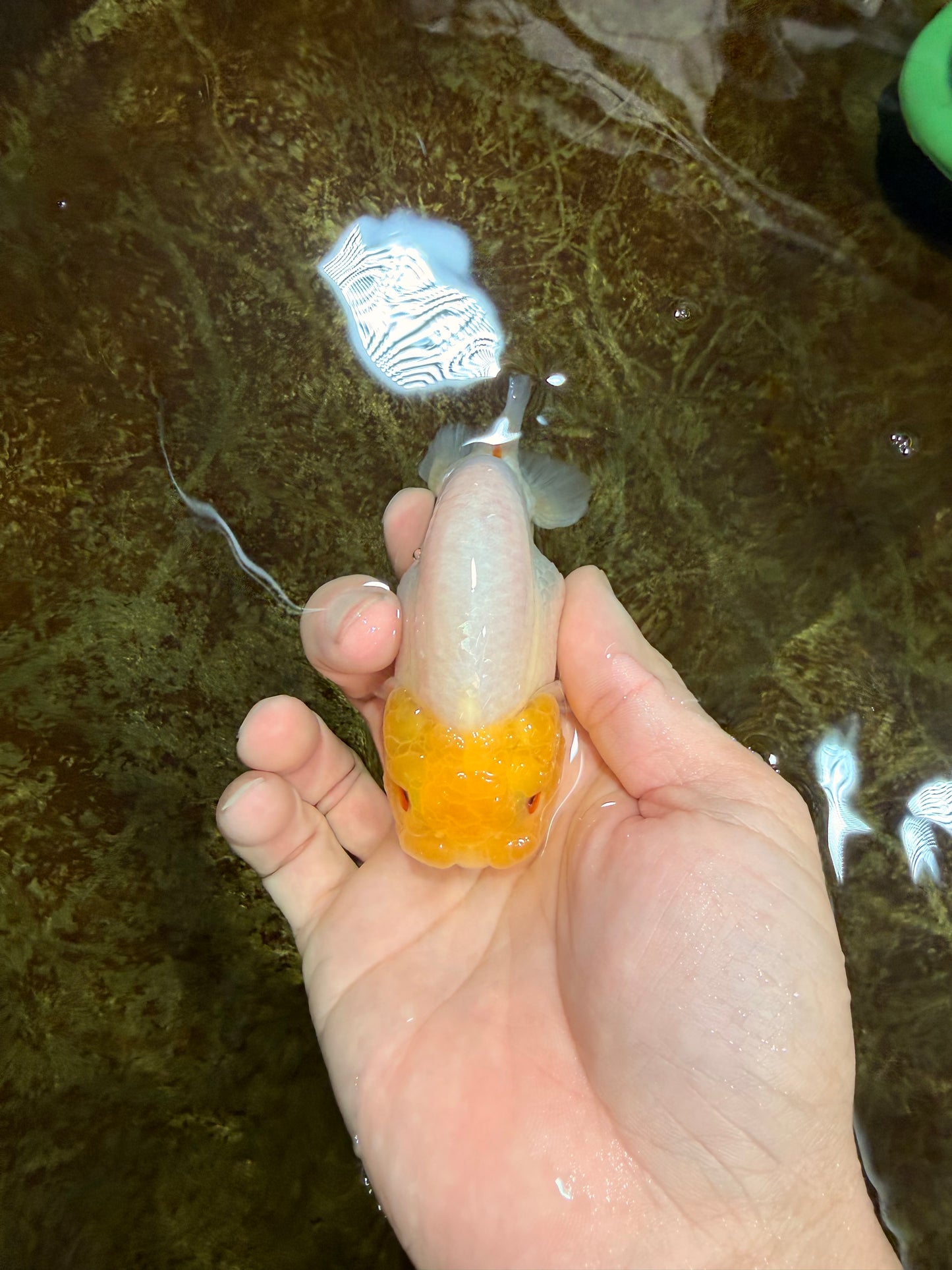 White Lionchu Female 3.5-4 inches #121225LC_14