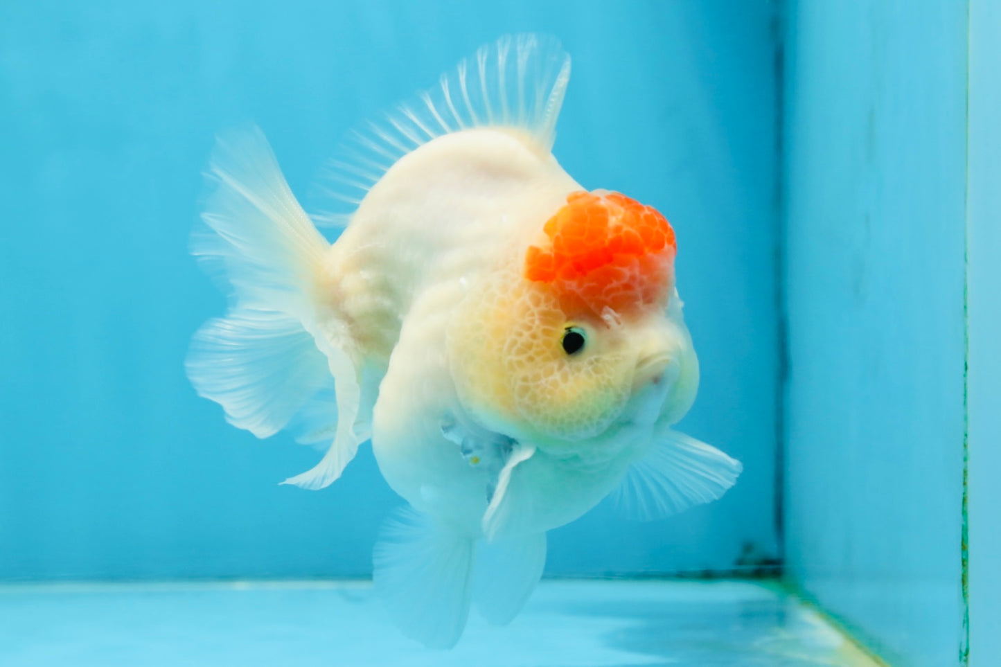 AAA Grade Tancho Sakura Yuanbao Male 4-4.5 inches #101025YB_31