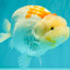A Grade Polkadot Red White Buffalo Ranchu Male 6 inches #100926RC_29