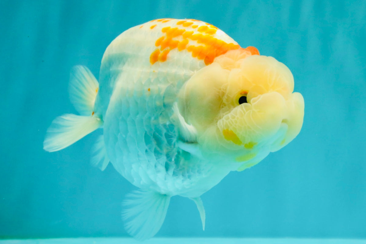 A Grade Polkadot Red White Buffalo Ranchu Male 6 inches #100926RC_29