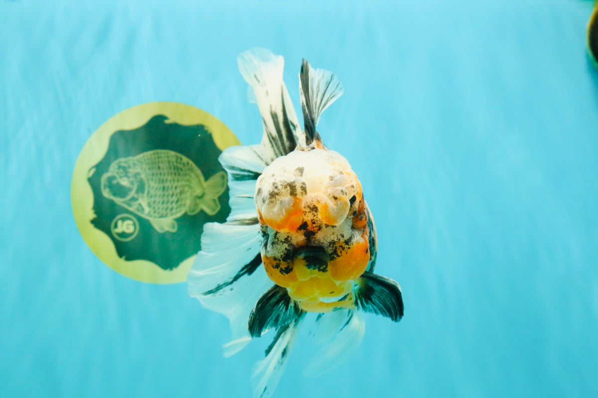 CHUBBY A Grade Calico Tiger Oranda Male 6-6.5 inches #091826OR_04