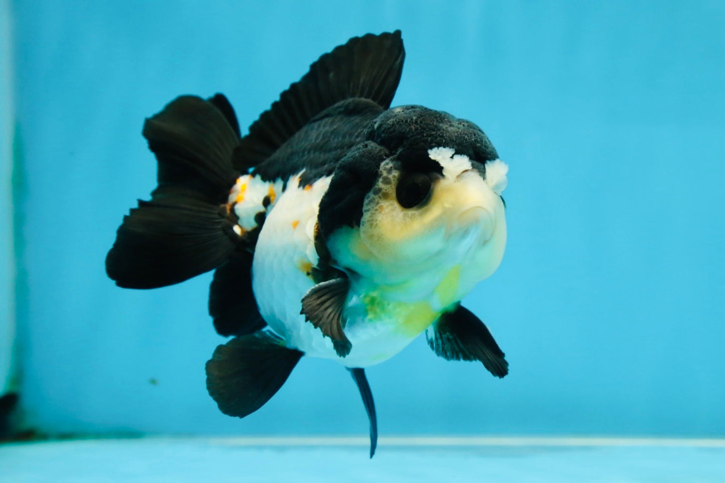 Chubby Pompom Panda Button Eyes Yuanbao Male 4.5 inches #071125YB_16