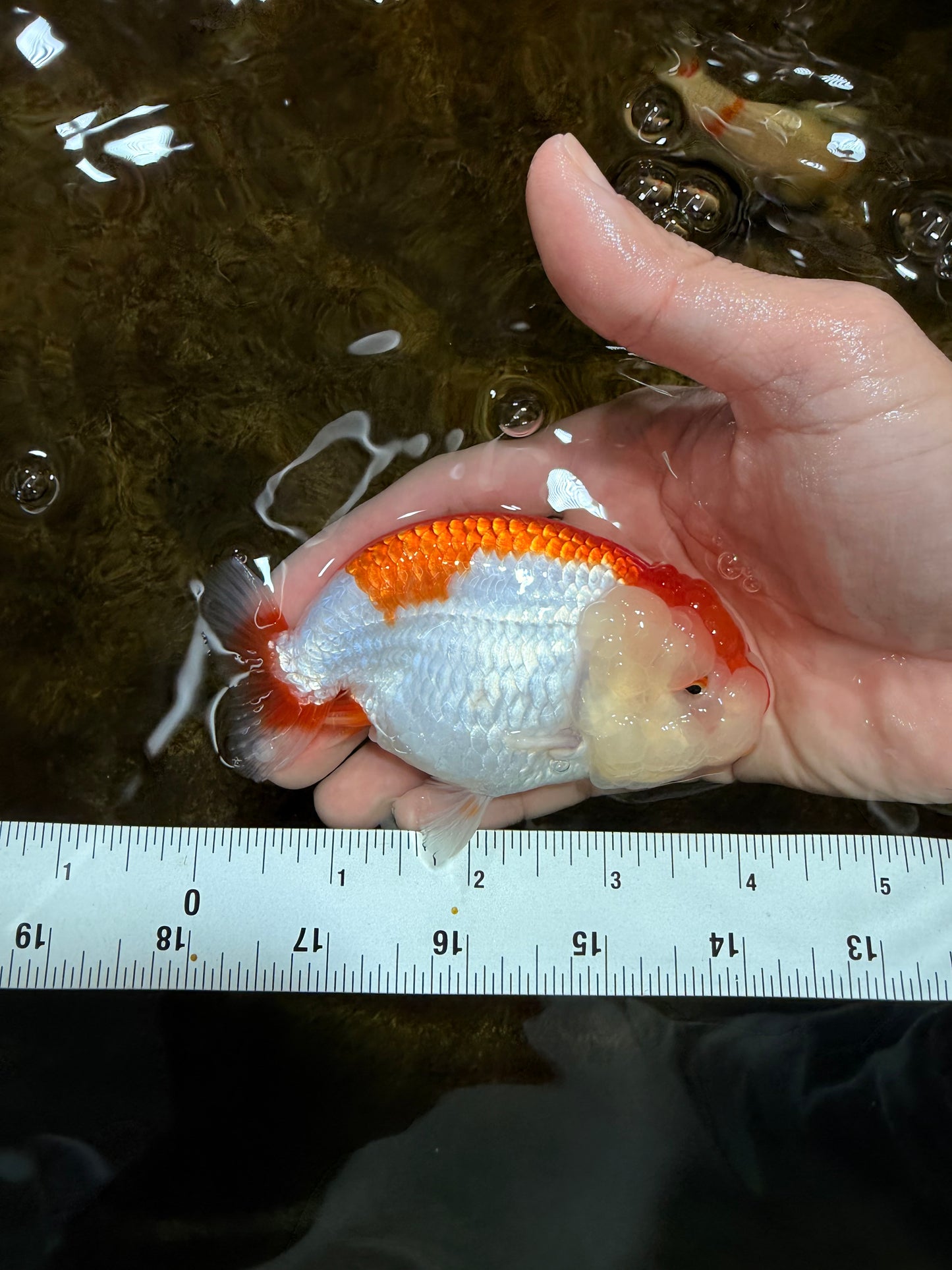 AAA Grade Red White LionQueen 4 inches #112125LC_08