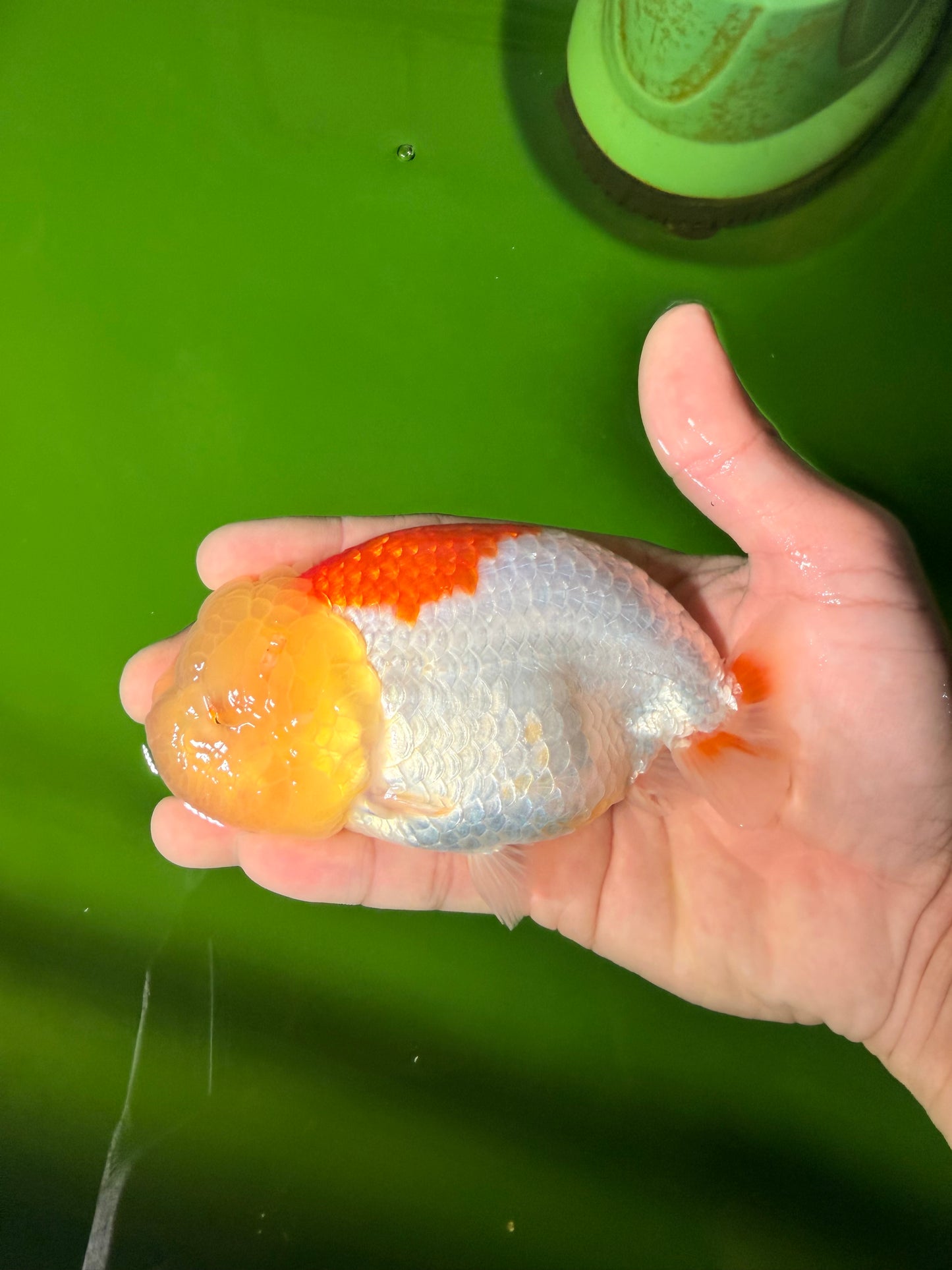 ADORABLE Orange White LionChu Female 4.5 inches #041026LC_18