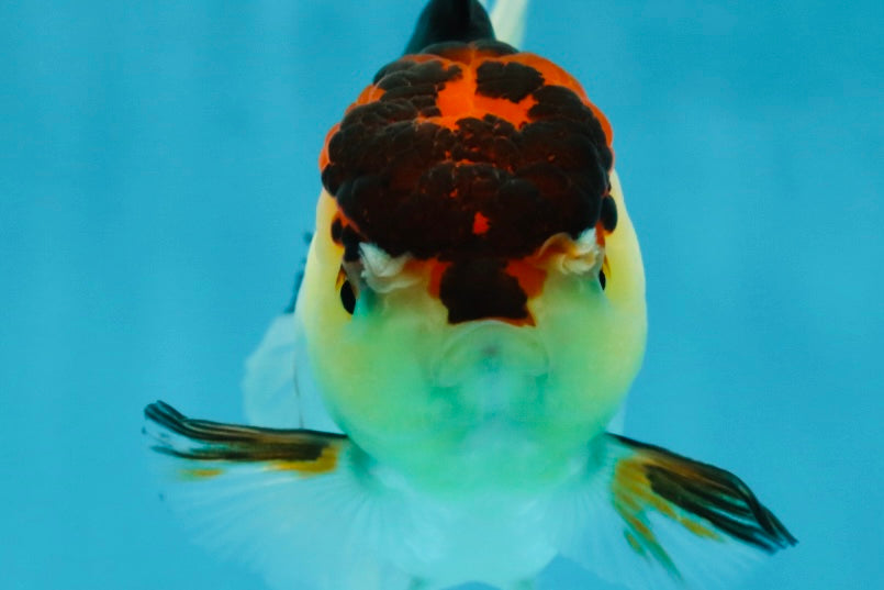 🌋 A Grade Tricolor Oranda Female 4.5 inches #041825OR_15