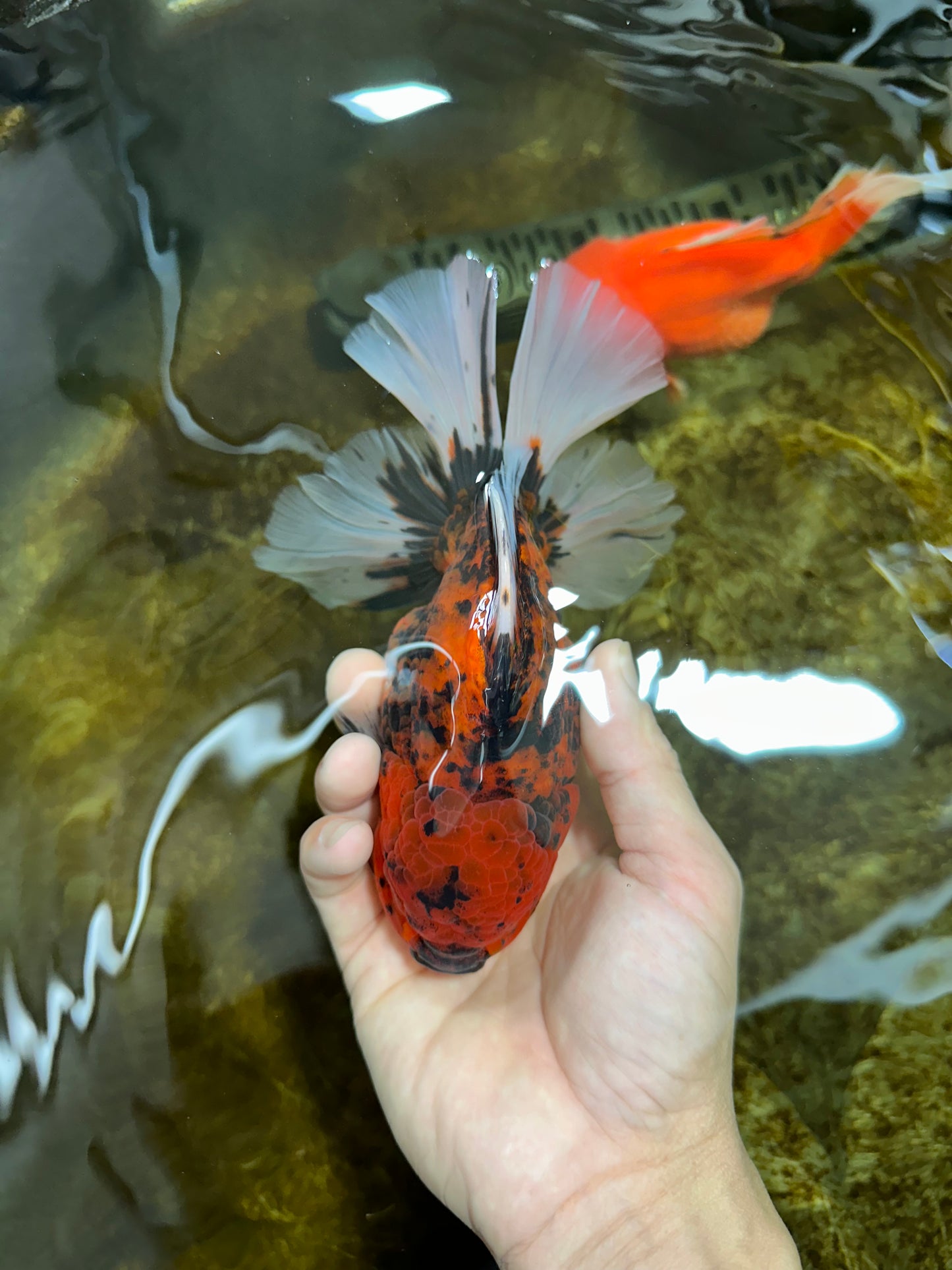 AAA Grade Young Godzilla Tiger Oranda Male 6 inches #080125OR_11