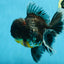 AAA Grade MIDNIGHT Kirin Oranda Male 5.5-6 inches #082925OR_15
