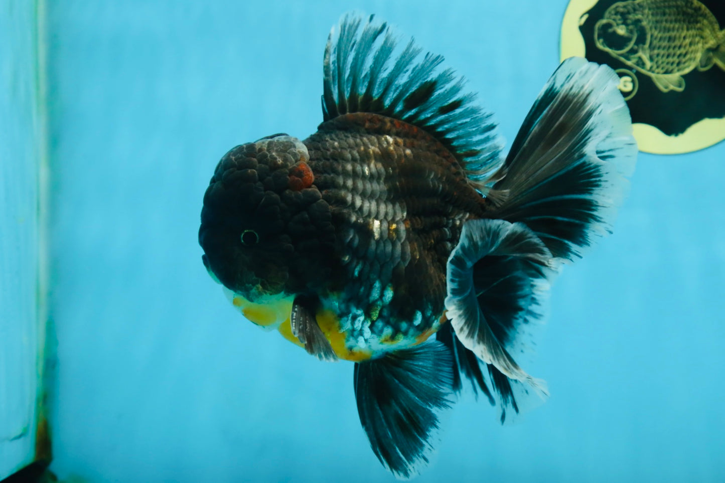 AAA Grade MIDNIGHT Kirin Oranda Male 5.5-6 inches #082925OR_15