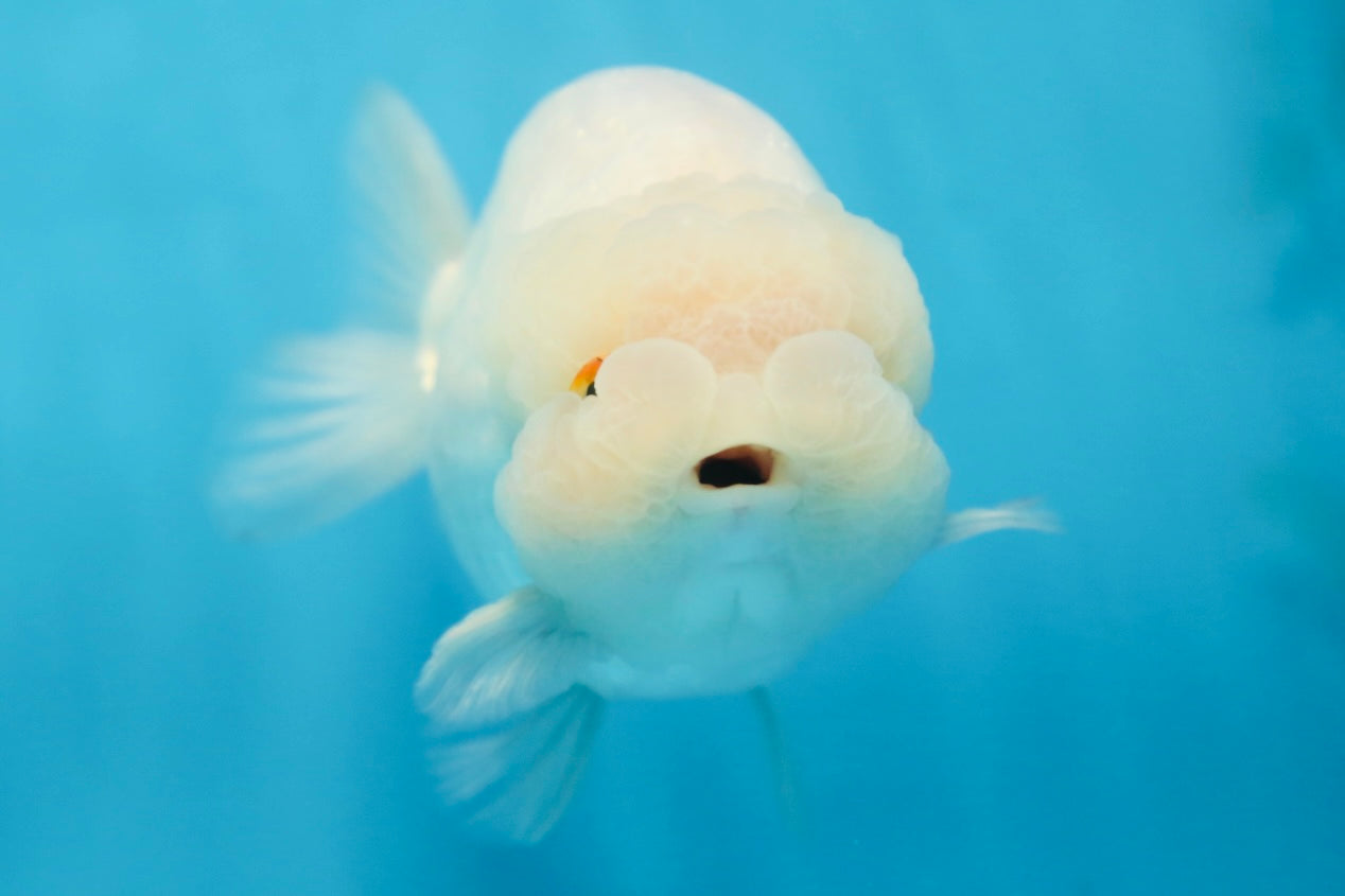 AAA Grade Snow White LionKing 5-5.5 inches #082925LC_18