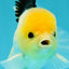 A Grade Panda Button Eyes Oranda Male 5-5.5 inches #031326OR_28