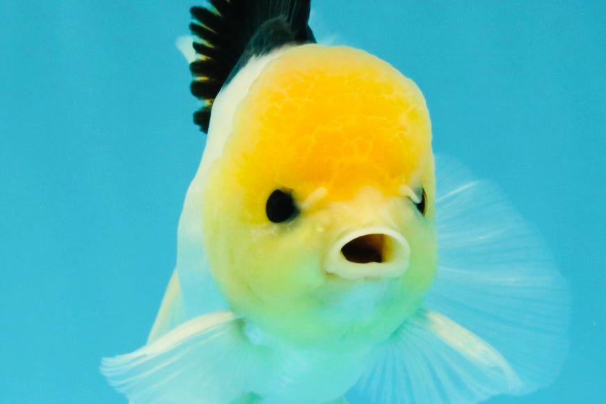 A Grade Panda Button Eyes Oranda Male 5-5.5 inches #031326OR_28