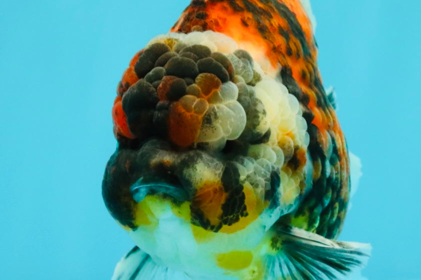 UNIQUE AAA Grade Special Tiger Yuanbao Male 5-5.5 inches #031326YB_23