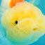 Red White LionChu Female 4.5-5 inches #050826LC_17
