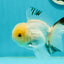 A Grade White Panda Oranda Male 4.5 inches #111524OR_25