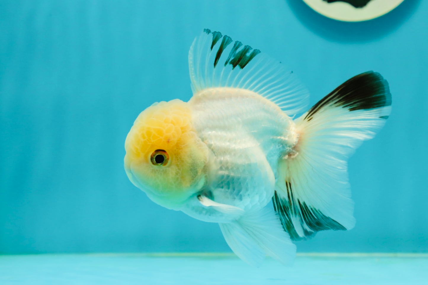 A Grade White Panda Oranda Male 4.5 inches #111524OR_25