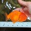 Red Lionchu Female 4.5-5 Inches #100226LC_17