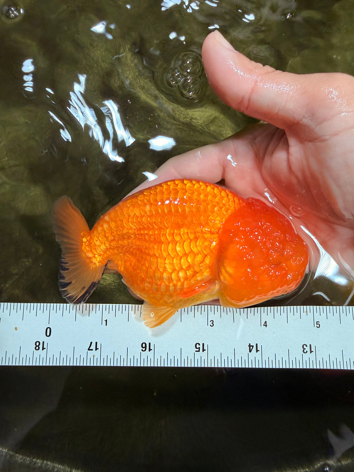 Red Lionchu Female 4.5-5 Inches #100226LC_17