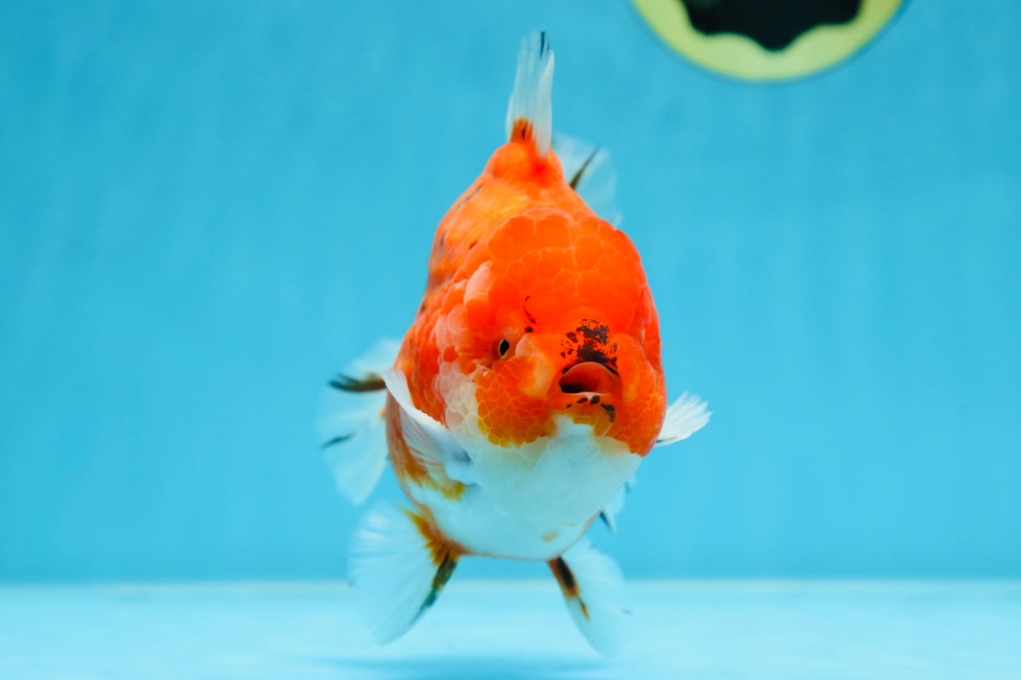 AAA Grade Godzilla Sakura Yuanbao Male 5 inches #080125YB_13