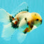 A Grade Marble Oranda Male 5.5-6 inches #082826OR_08