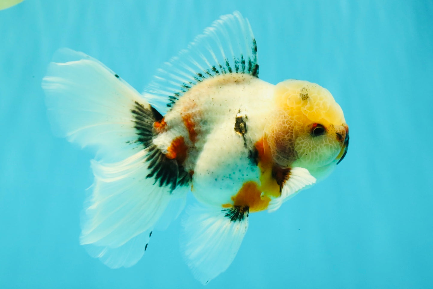 A Grade Marble Oranda Male 5.5-6 inches #082826OR_08