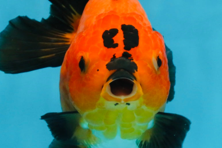 CHONKY A Grade Apache Yuanbao Female 5.5 inches #112825YB_17