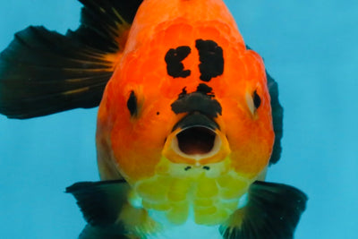 CHONKY A Grade Apache Yuanbao Female 5.5 inches #112825YB_17