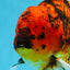AAA Grade Young Godzilla Tiger Oranda Male 6 inches #080125OR_11