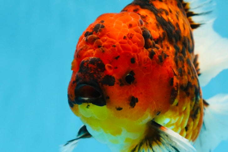 AAA Grade Young Godzilla Tiger Oranda Male 6 inches #080125OR_11