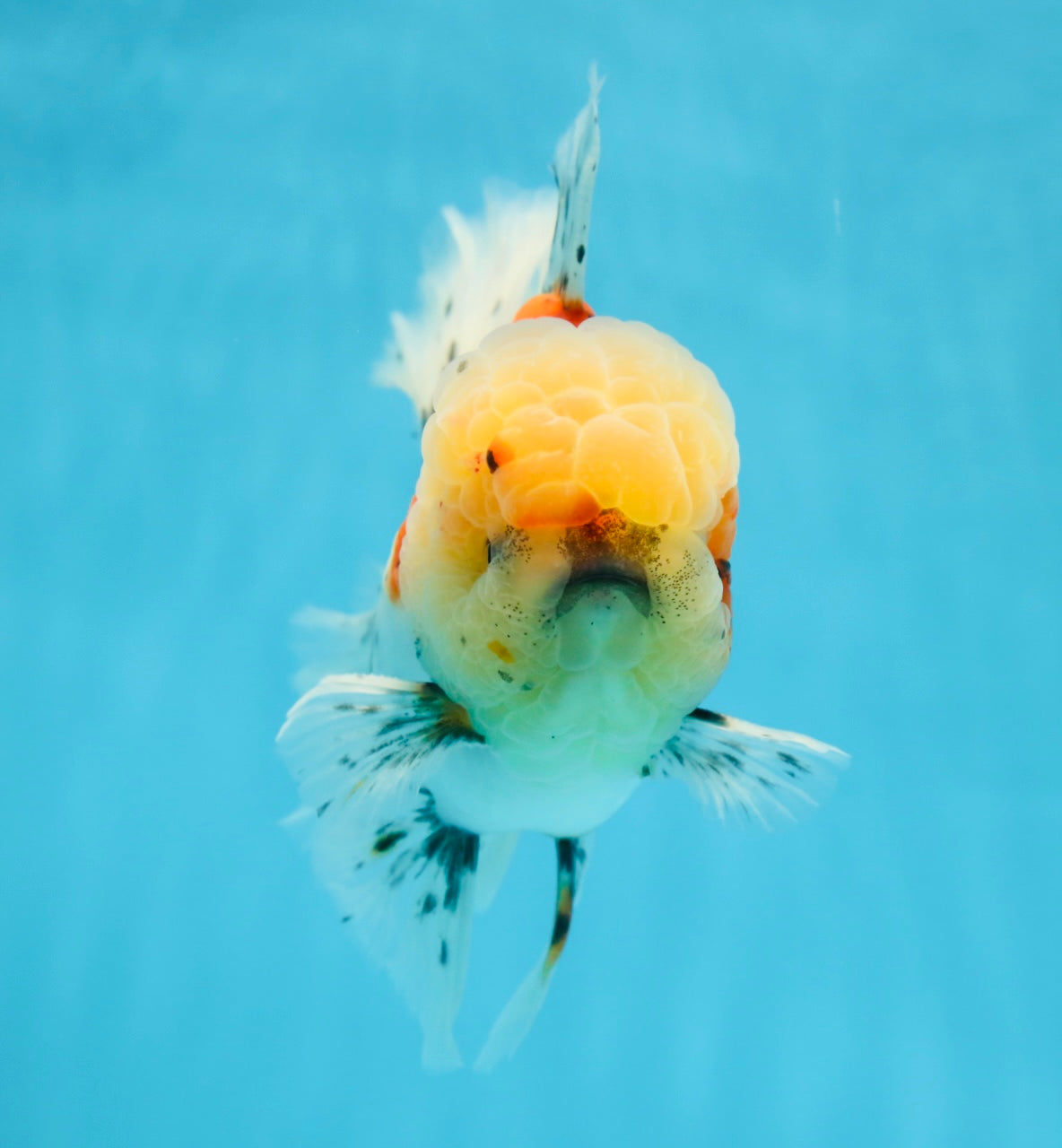 AAA Grade Godzilla Pepper Calico Oranda Male 5-5.5 inches #053025OR_27