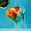 AAA Grade Sakura Oranda Male 5.5 inches #050925OR_54