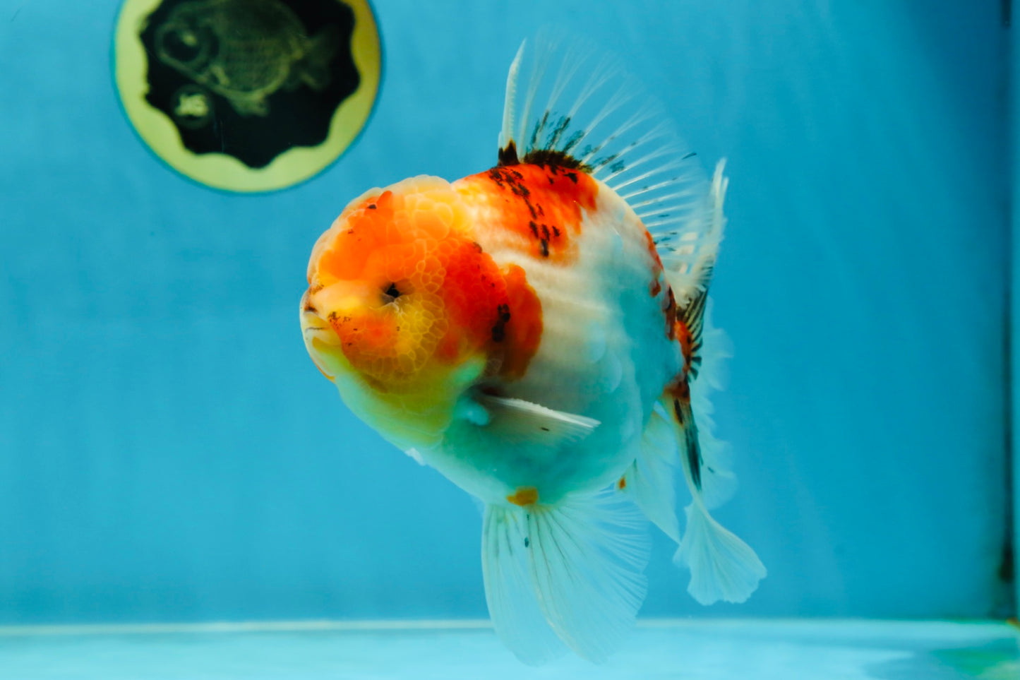 AAA Grade Sakura Oranda Male 5.5 inches #050925OR_54
