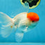 AAA BEST Grade Red White Oranda Male 6 inches #051625OR_21