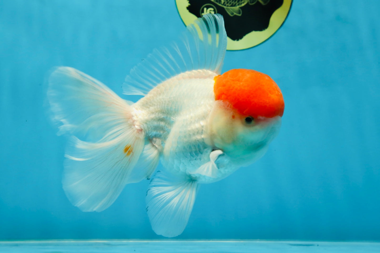 AAA BEST Grade Red White Oranda Male 6 inches #051625OR_21