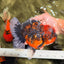 AAA Grade Calico Oranda Female 6.5-7 inches #100226OR_30